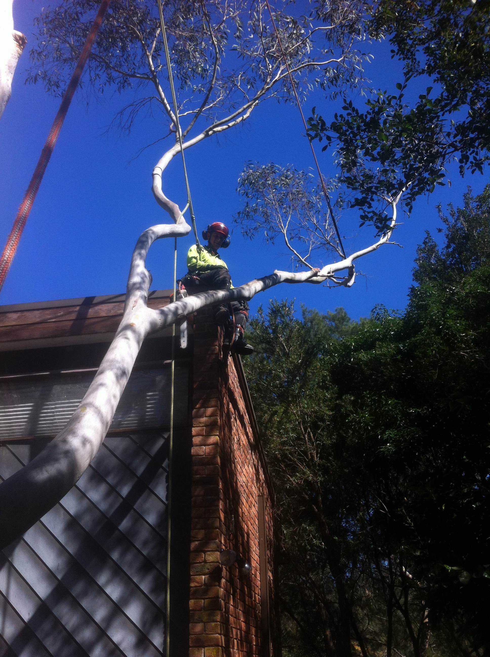IMG_1209 tree pruning wagga