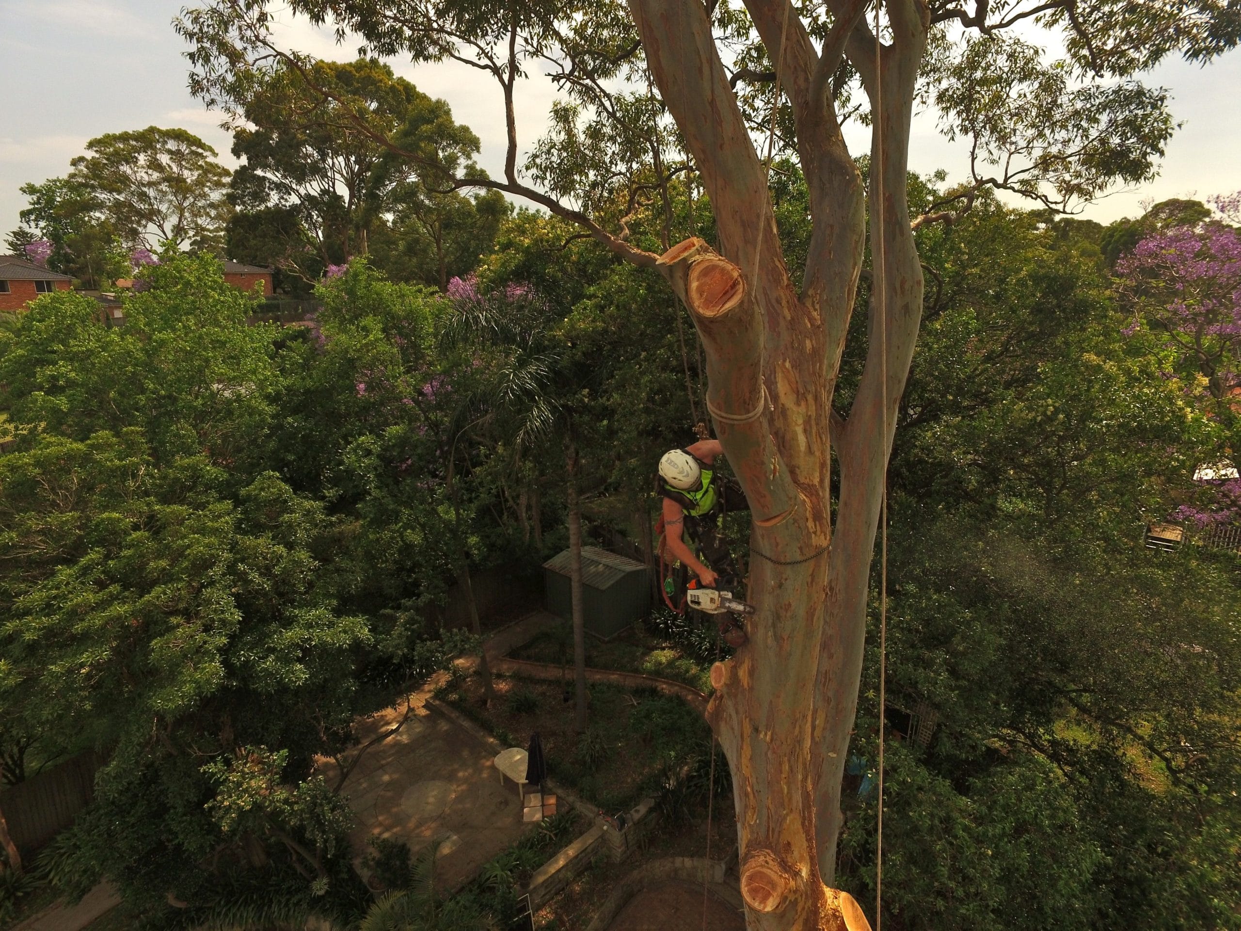 tree lopping in wagga tree removal wagga